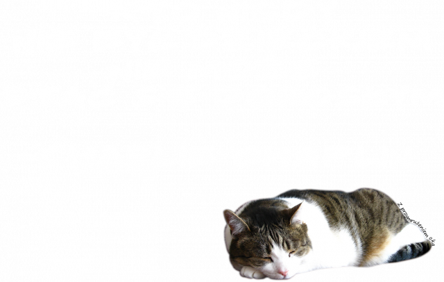 Cytat Charlie Chaplin + Kot 2 (mężczyzna)