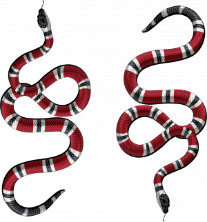 Snakes, węże, GUCCI - nadruk