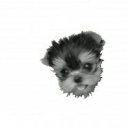 Yorkshire Przyjaciel Top