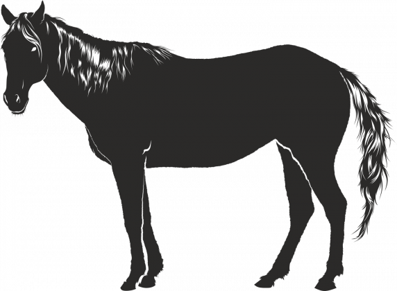 Konik