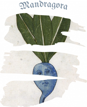 Mandragora