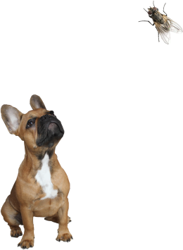Bulldog painting