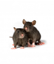 Myszy są super