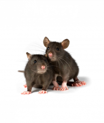 Myszy są super
