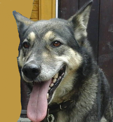 KOSZULKA SABY DLA CHŁOPCÓW