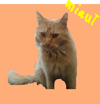 koszulka rudego dla dziewczynek (nowa)