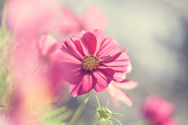 Lunchbox Kwiat różowo-szary