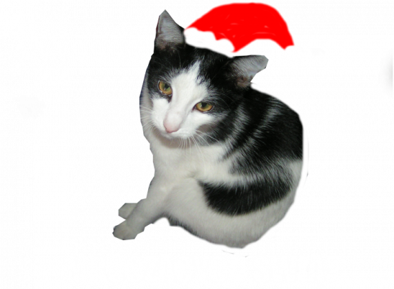 Mruczących świąt (T-shirt dziecięcy)