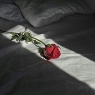 róża na łóżku