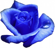 Bluza Blue Rose