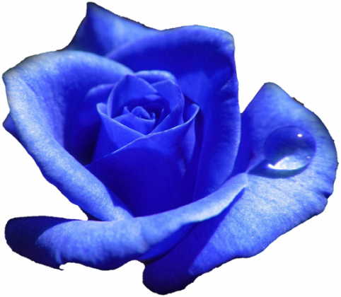 Bluza Blue Rose