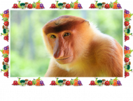 mam horom curke