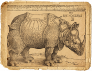 Rhinopower