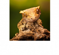 Siemka !!!