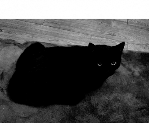 playboi carti cat hoodie bootleg