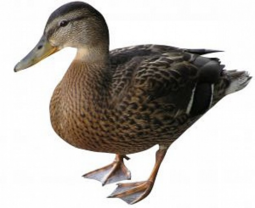 Torba z kaczkami