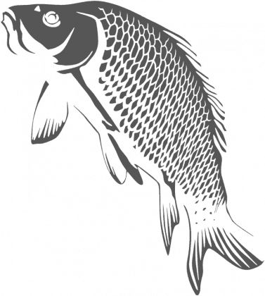 Bluza DNA Carp white