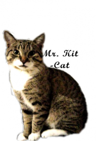 Mr Kit- Cat