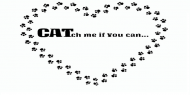 kot koty łapki cat cats serce heart