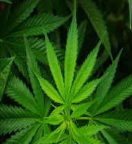 Bluza fulprint Ganja THC Marihuana