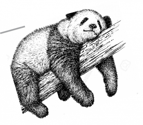 Słodka Panda