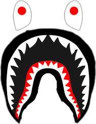 Miś shark