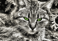 Plakat A2 Kot z zielonymi oczami