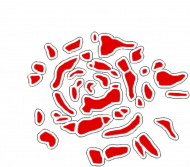 Róża