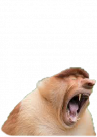 Kozulka PJOTER DO DOMU