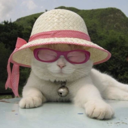 Sexy Summer Cat