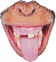 kubek monkey