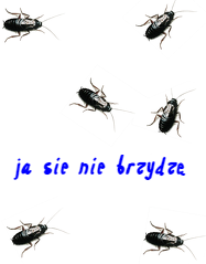 Kubek insekt