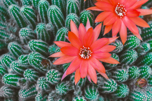 Kaktus kwiat - koszulka damska czarna
