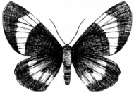 Bluza męska klasyczna "Butterfly"
