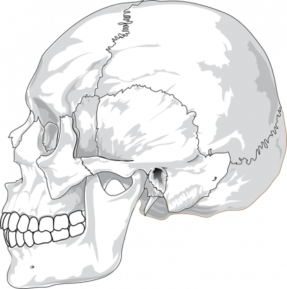Koszulka Męska Skull