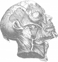 Ilustracja medyczna głowy