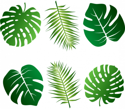 Liście zielone