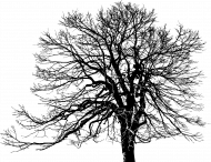 Koszulka Tree