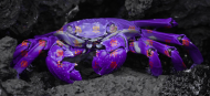 Miś Fantastic purple crab
