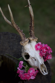 Skull & flowers