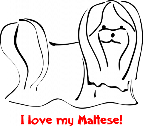 I love my maltese