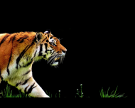 Maseczka ochronna Glowa tygrysa