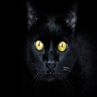 kubek Czarny Kot