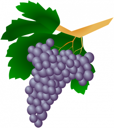 Owoce winogrona
