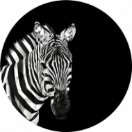 Zebra low poly
