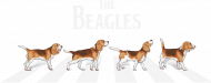 Koszulka męska - The Beagles