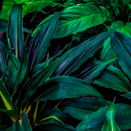 Komin na Twarz - Tropic