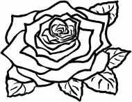 Róża