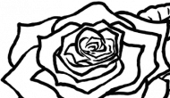Róża