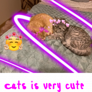 Cats is very cute